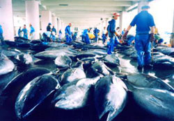 �ݒu����C���[�W�Q